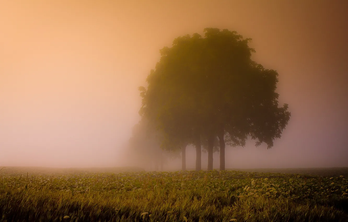 Фото обои поле, деревья, пейзаж, туман