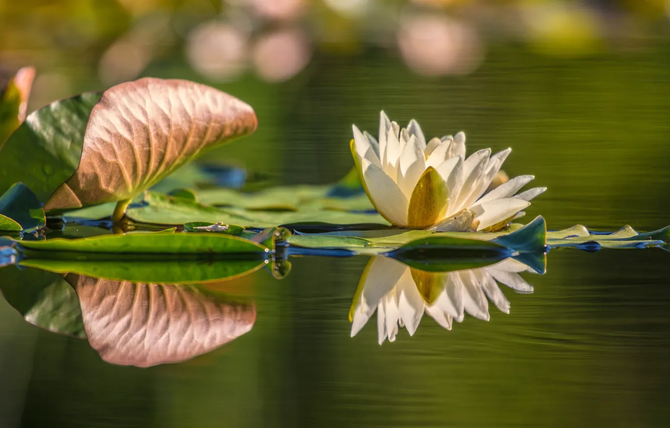 Фото обои цветок, листья, вода, природа, озеро, пруд, отражение, кувшинка