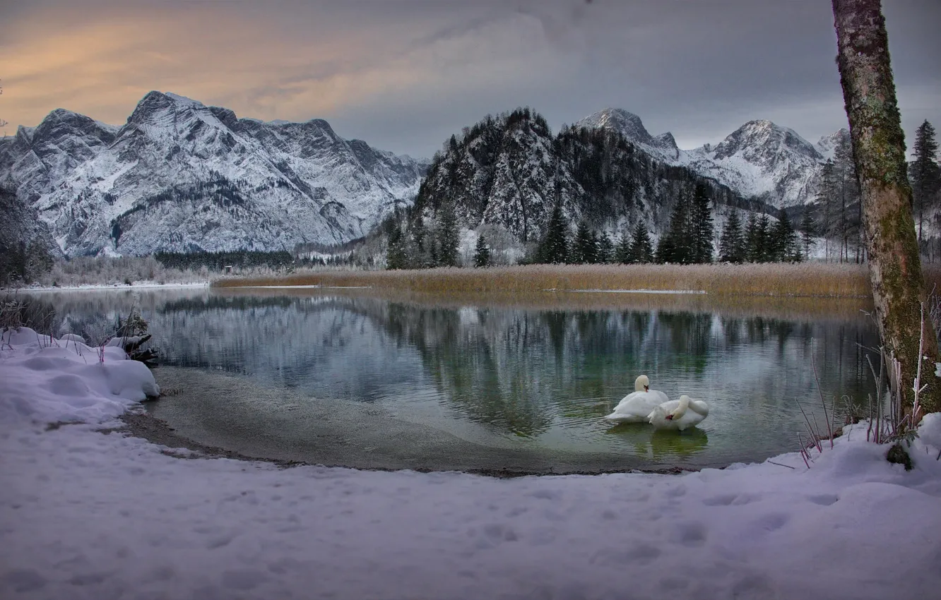 Фото обои зима, снег, пейзаж, горы, птицы, природа, озеро, утро