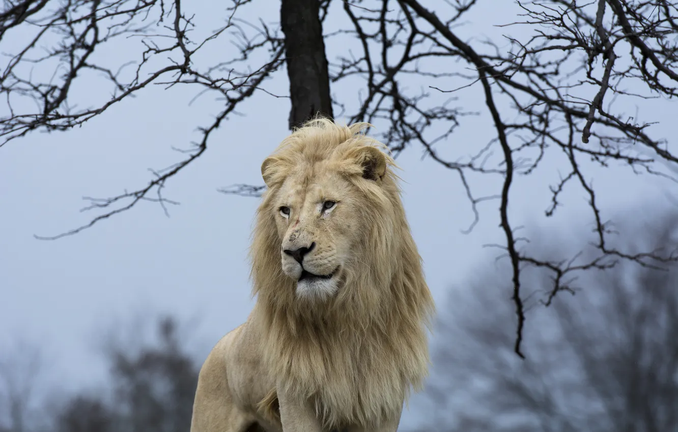 Фото обои морда, поза, хищник, грива, дикая кошка, красавец, белый лев