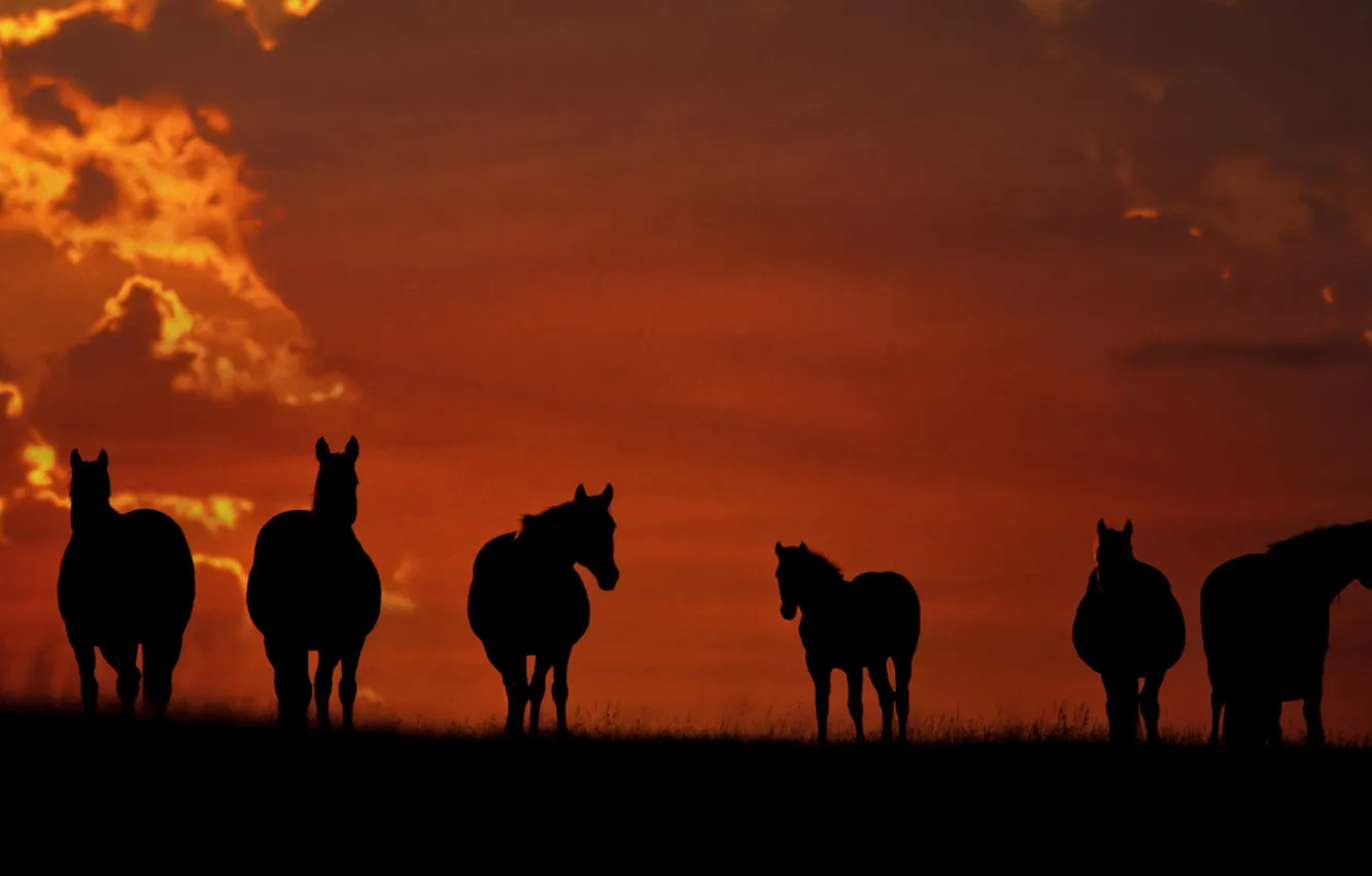 Фото обои закат, кони, лошади, идут, стоят, пасутся, на поле