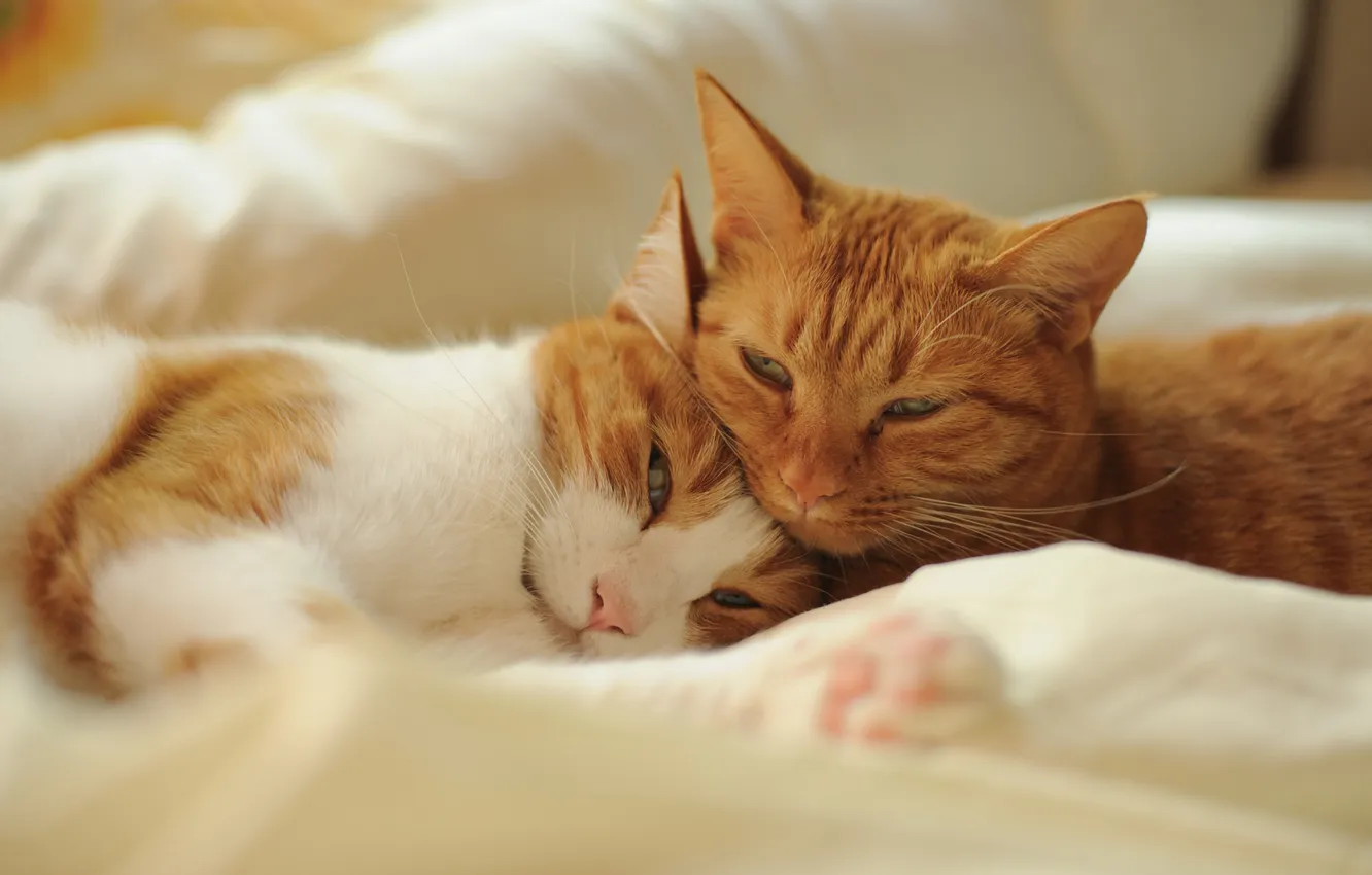 Фото обои кошки, отдых, коты, постель