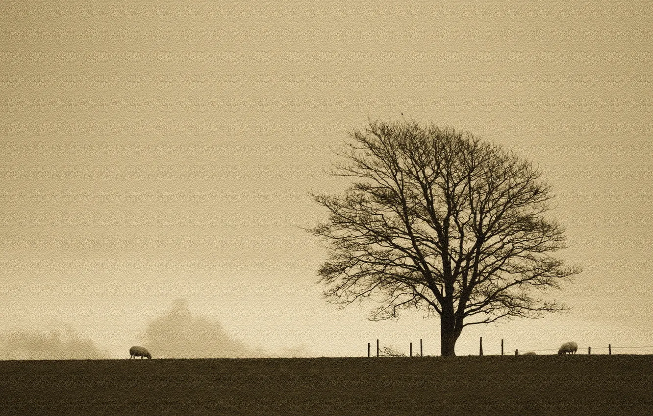 Фото обои поле, дерево, овцы