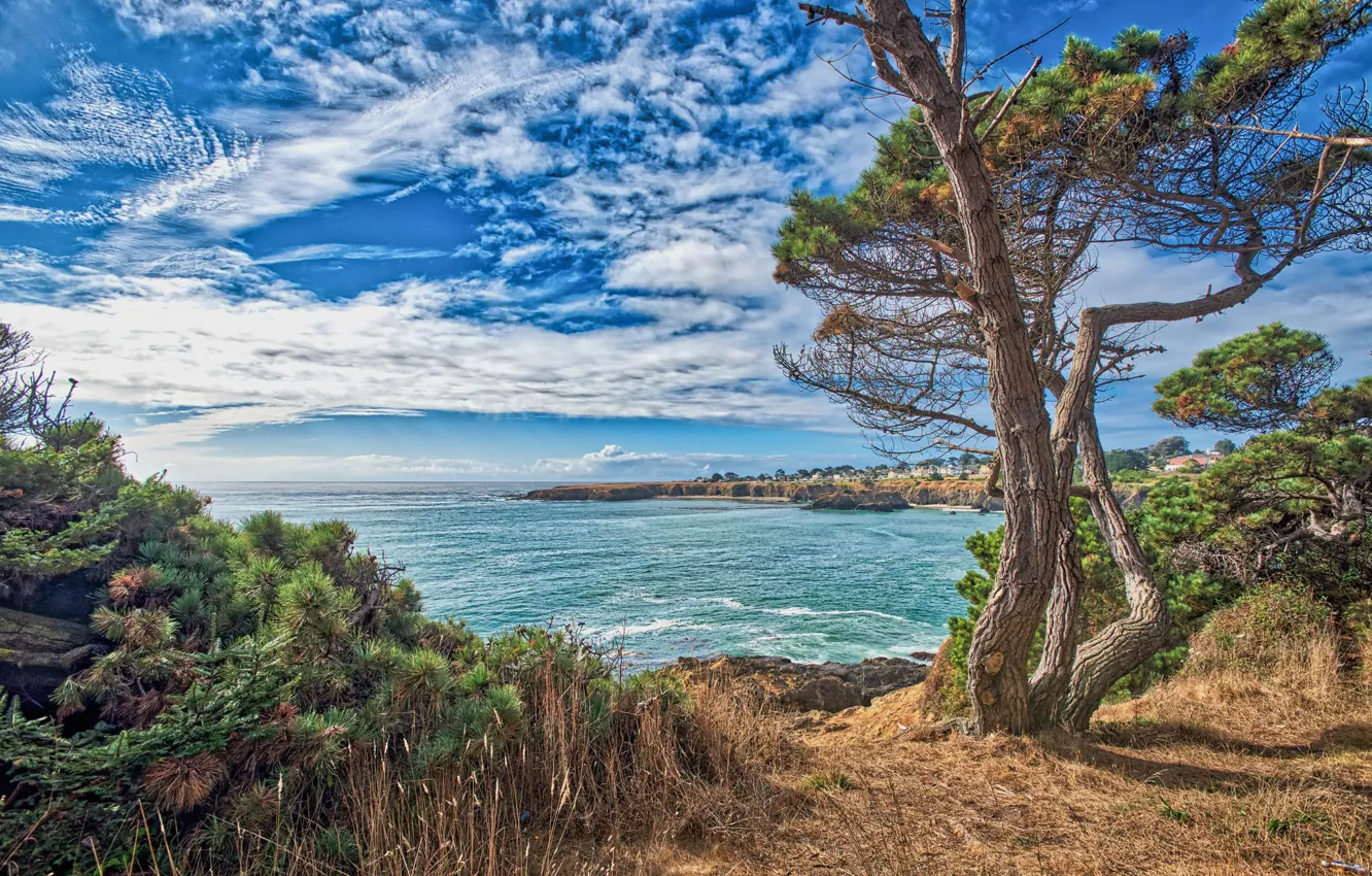 Фото обои небо, дерево, побережье