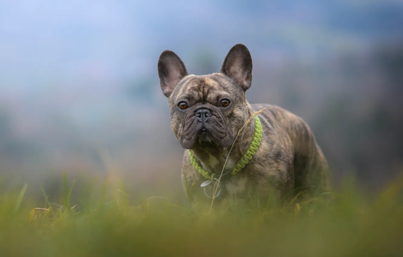 Фото обои трава, собака, боке, французский бульдог