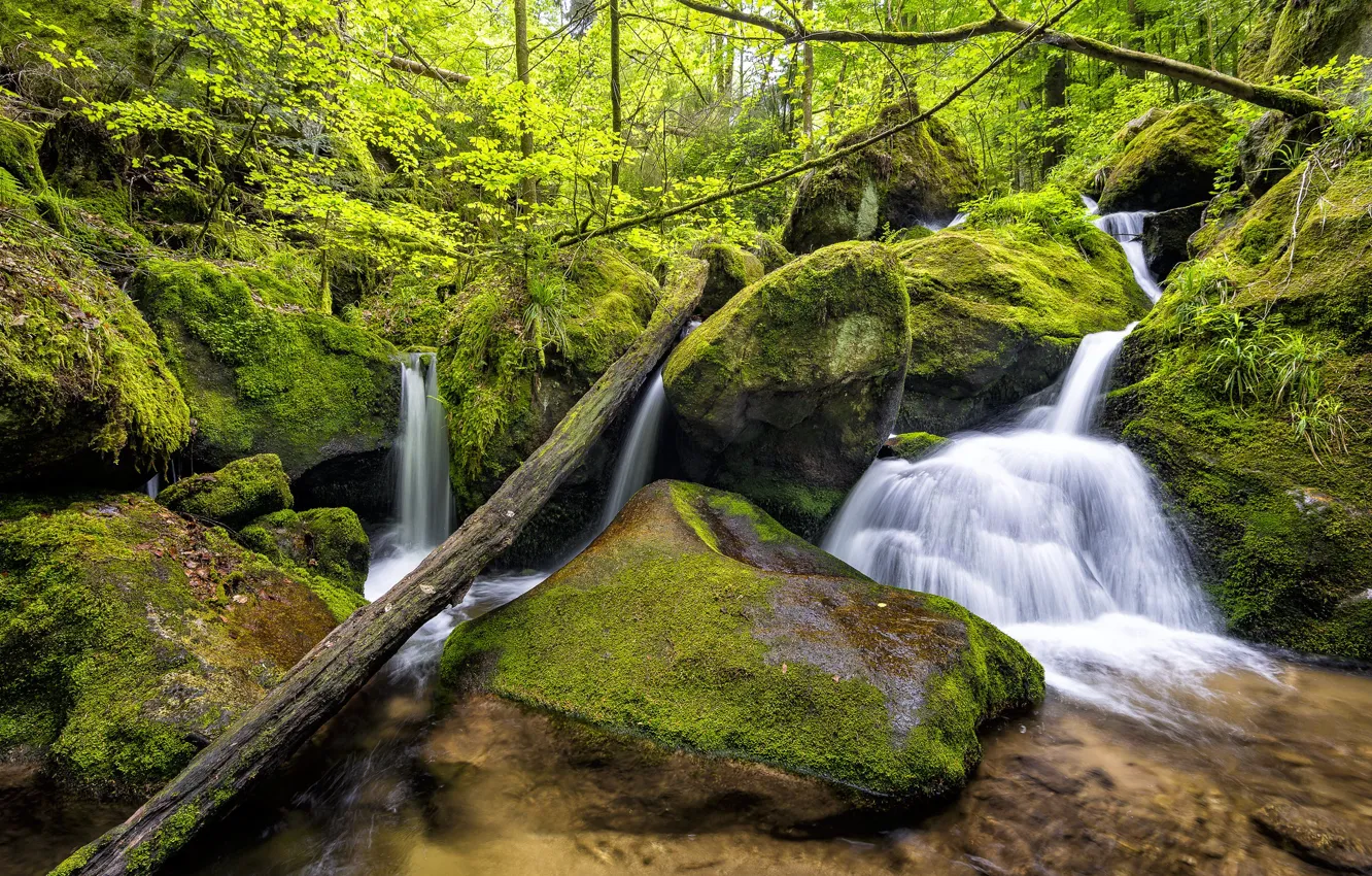 Фото обои лес, камни, фото, водопад, мох