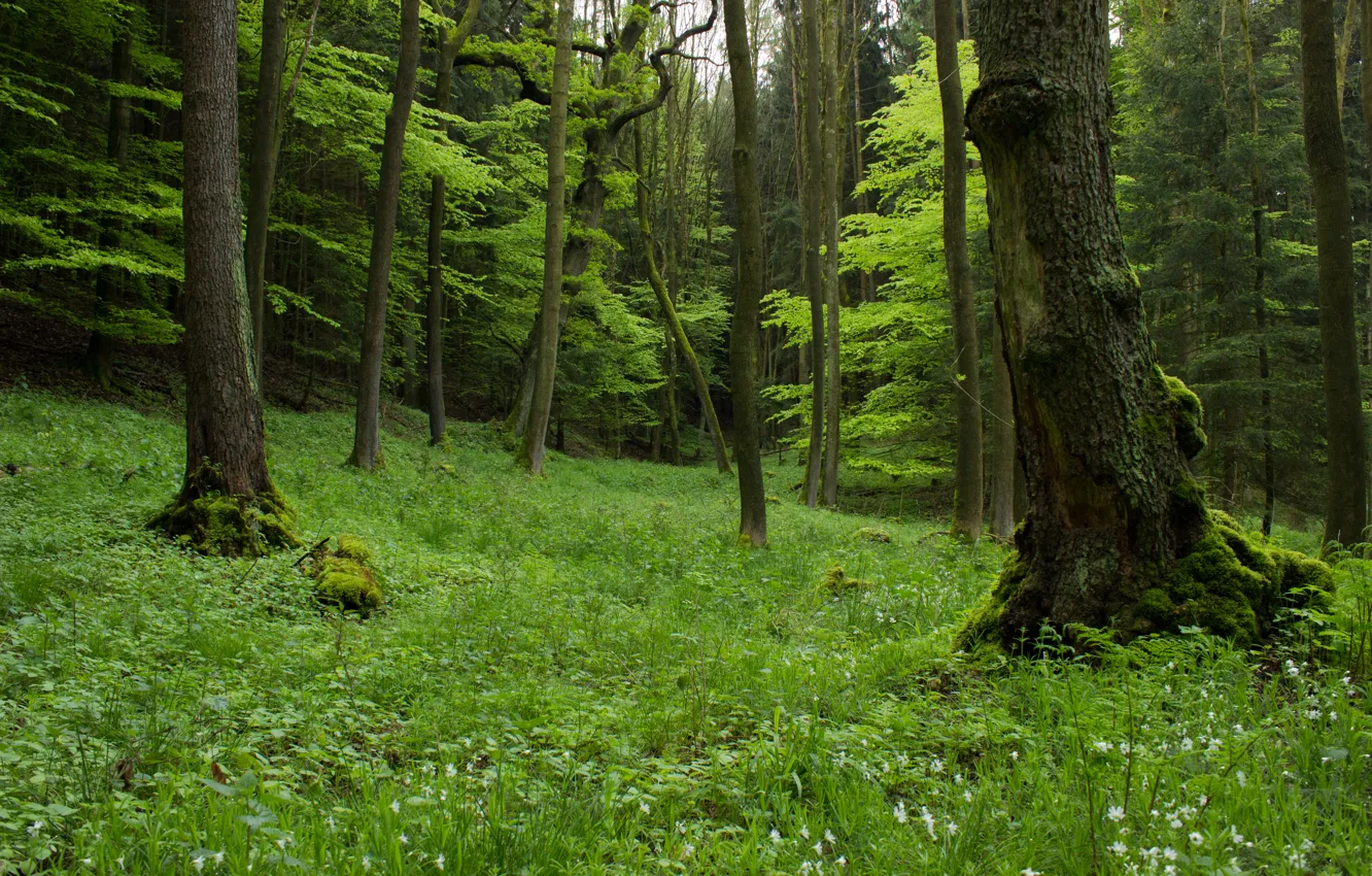 Фото обои зелень, трава, деревья, green, Лес, grass, forest, роща