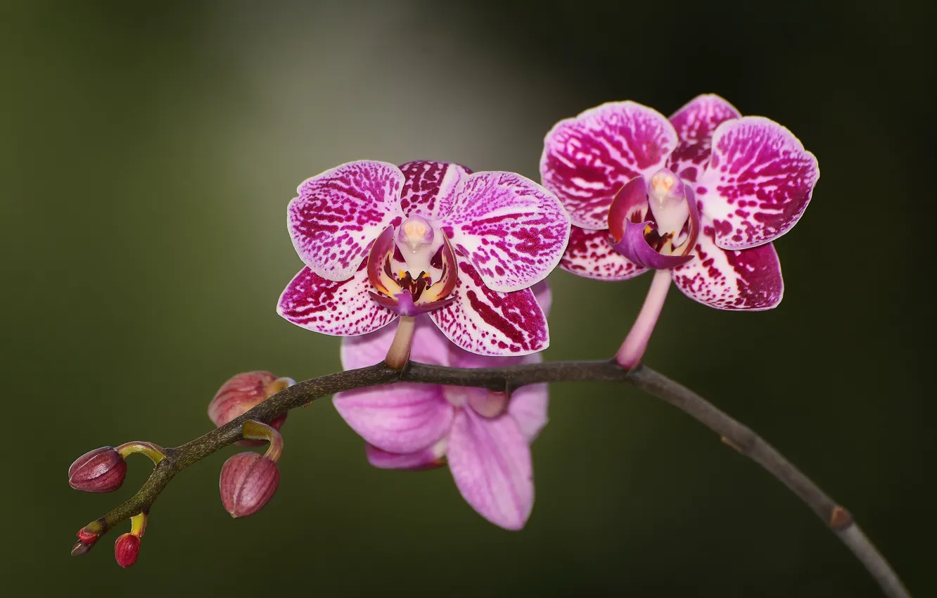 Фото обои цветы, природа nature photos, фиолетовая орхидея