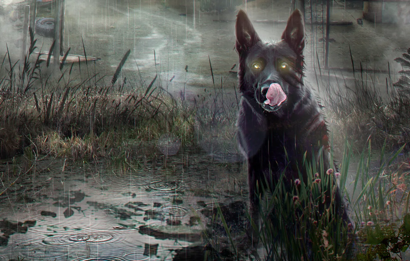 Фото обои Собака, Игра, Дождь, Сталкер, Stalker, Припять, Арт, Chernobyl