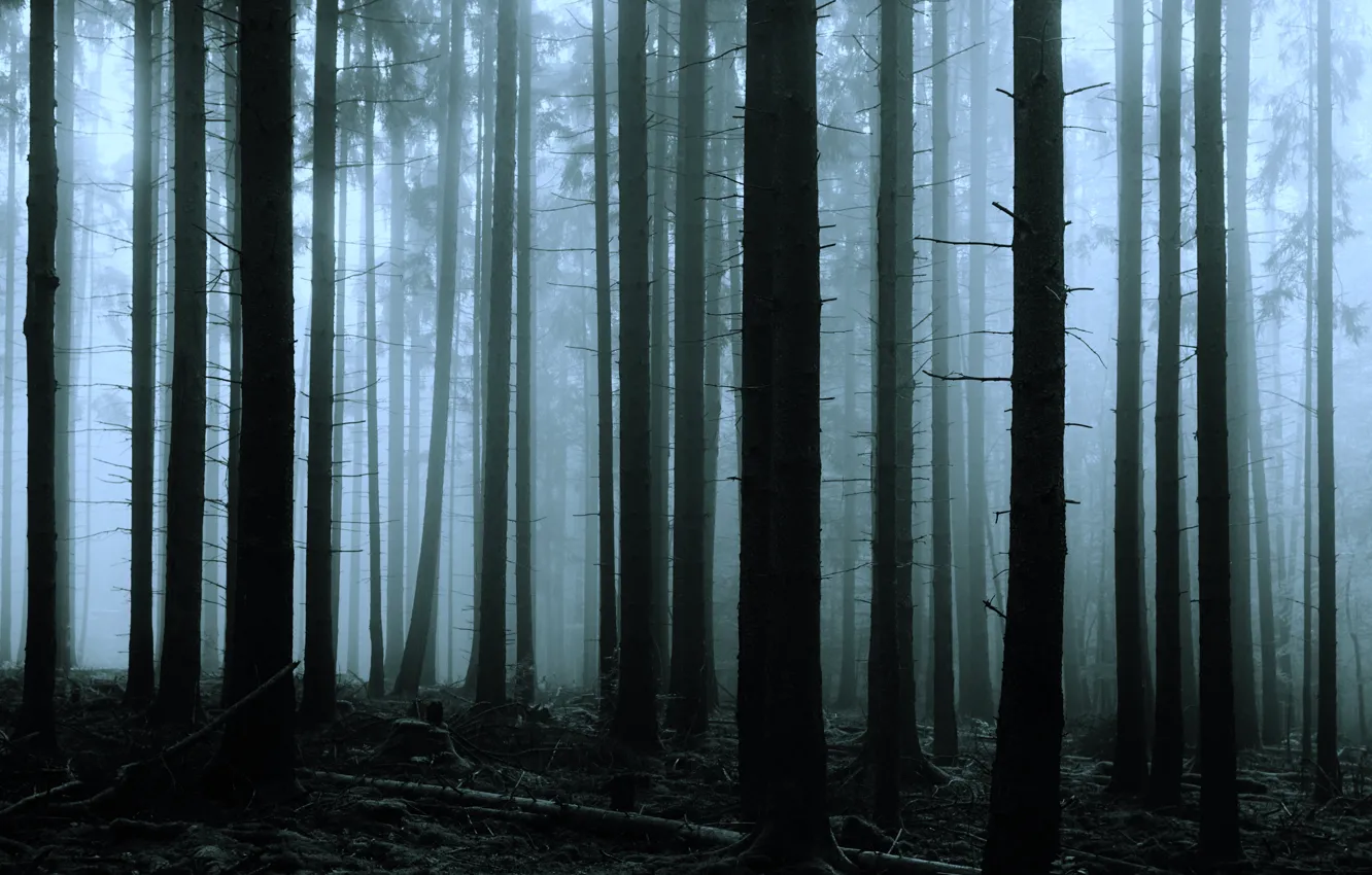 Фото обои осень, лес, деревья, природа, туман, октябрь, Германия, Бавария