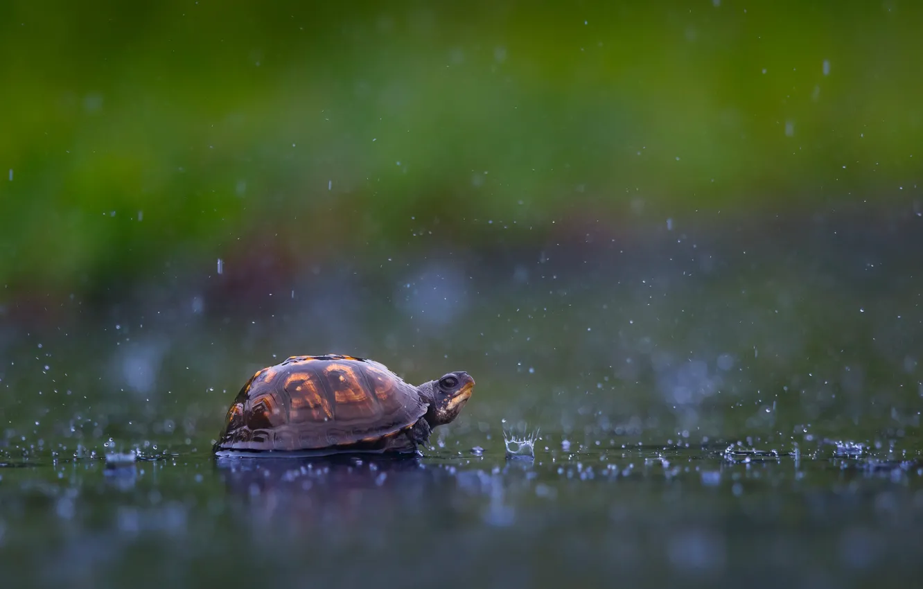 Фото обои вода, капли, брызги, фон, дождь, черепаха