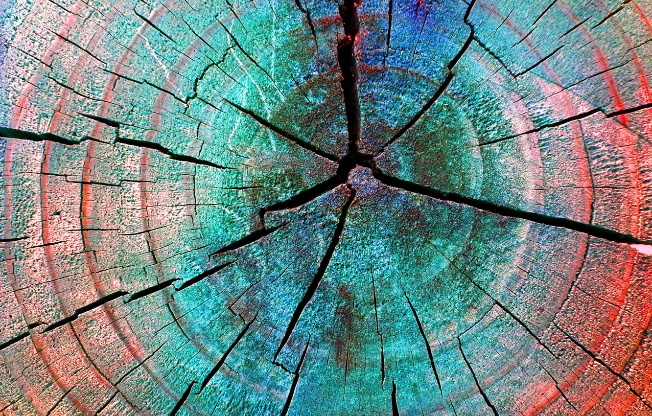 Фото обои трещины, дерево, цвет, пень, кольца
