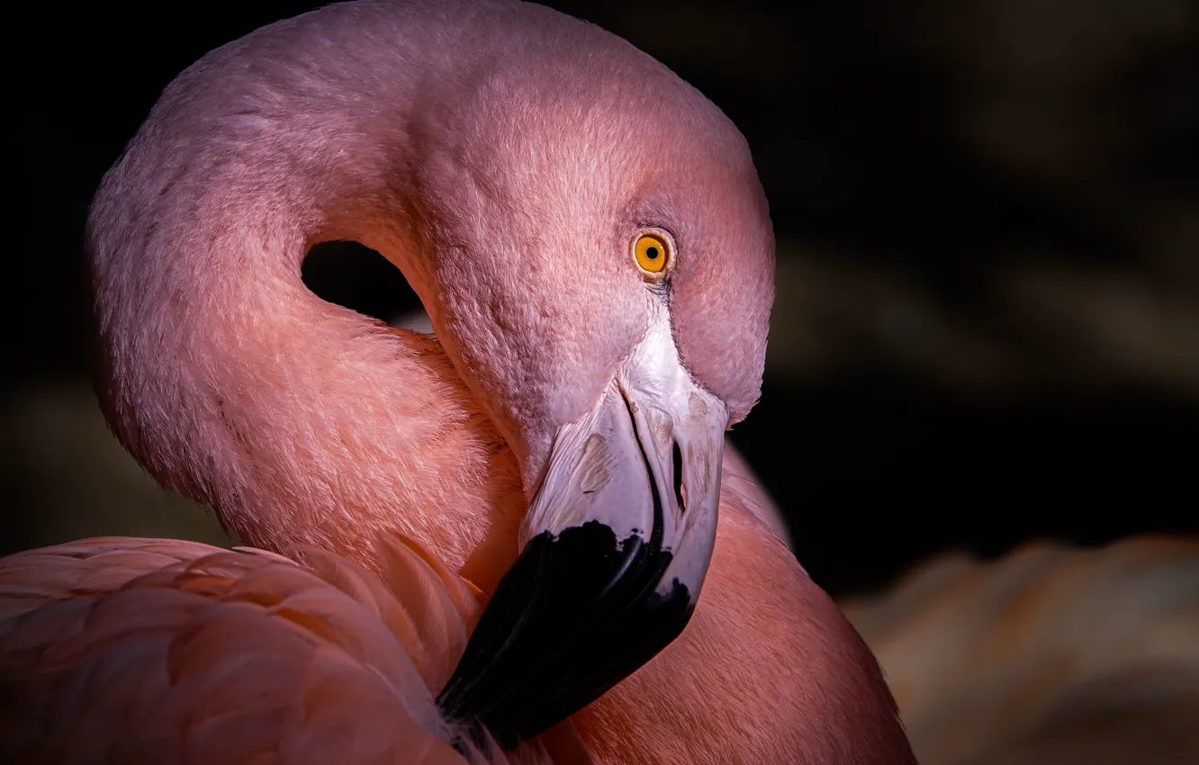 Фото обои bird, pink, animal, flamingo.