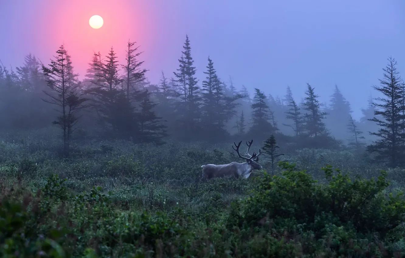 Фото обои лес, природа, туман, олень, утро