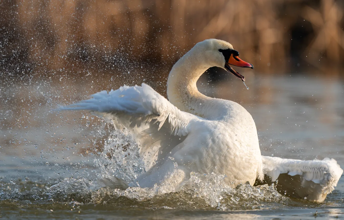 Фото обои белый, вода, брызги, поза, птица, крылья, лебедь, водоем