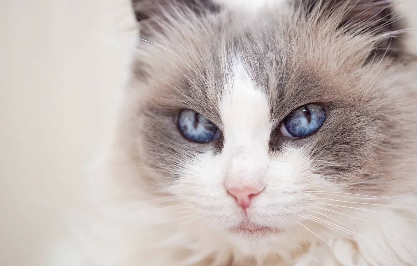 Фото обои кошка, взгляд, портрет, мордочка, голубые глаза, Рэгдолл