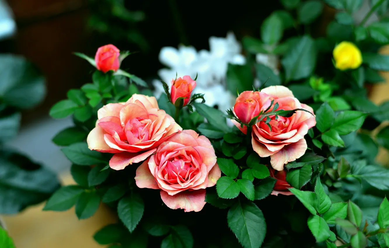 Фото обои листья, розы, боке