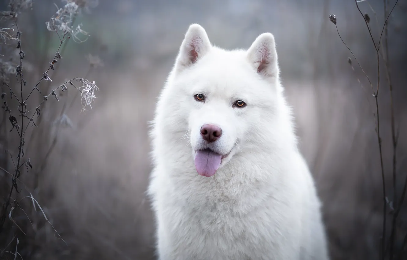 Фото обои язык, взгляд, морда, собака, белая