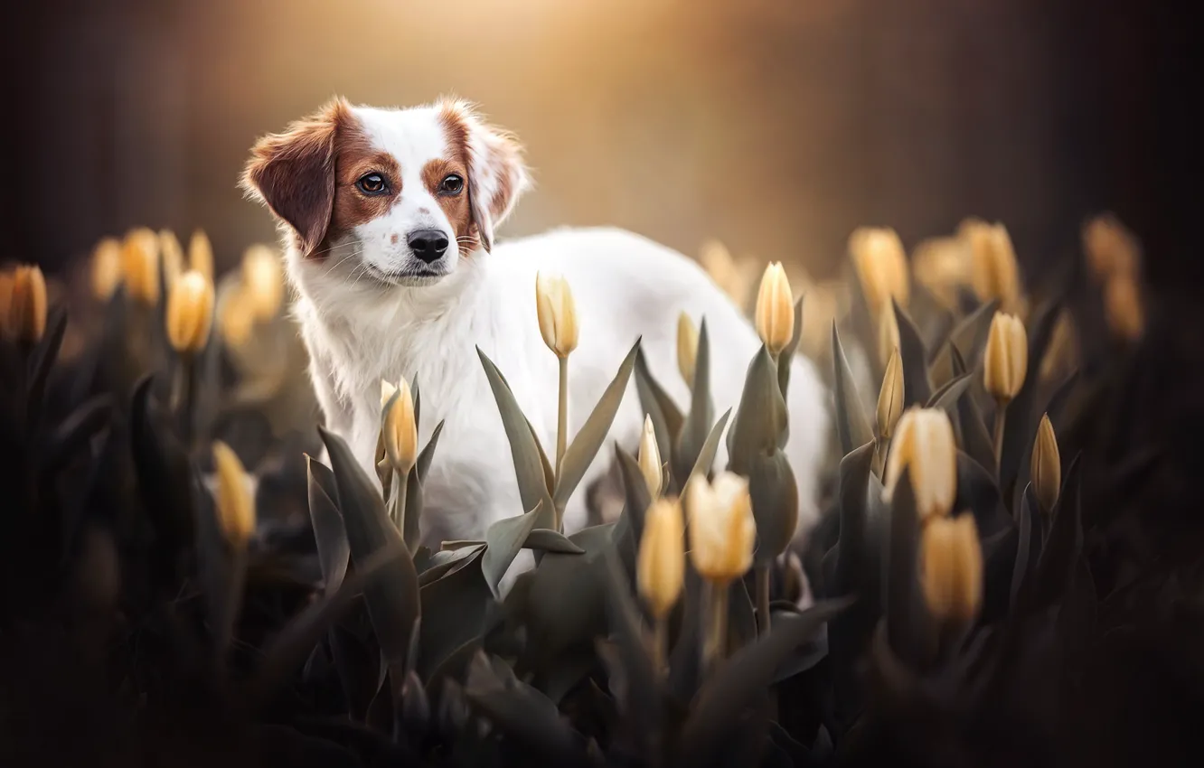 Фото обои взгляд, цветы, собака, тюльпаны, бутоны, жёлтые, Коикерхондье