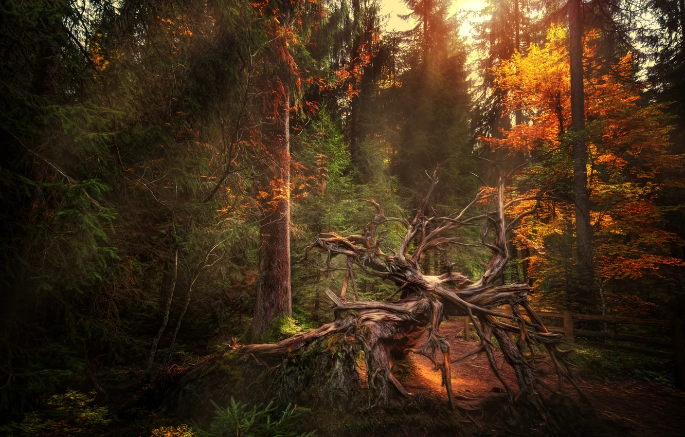 Фото обои осень, лес, обработка, коряга, Uprooted