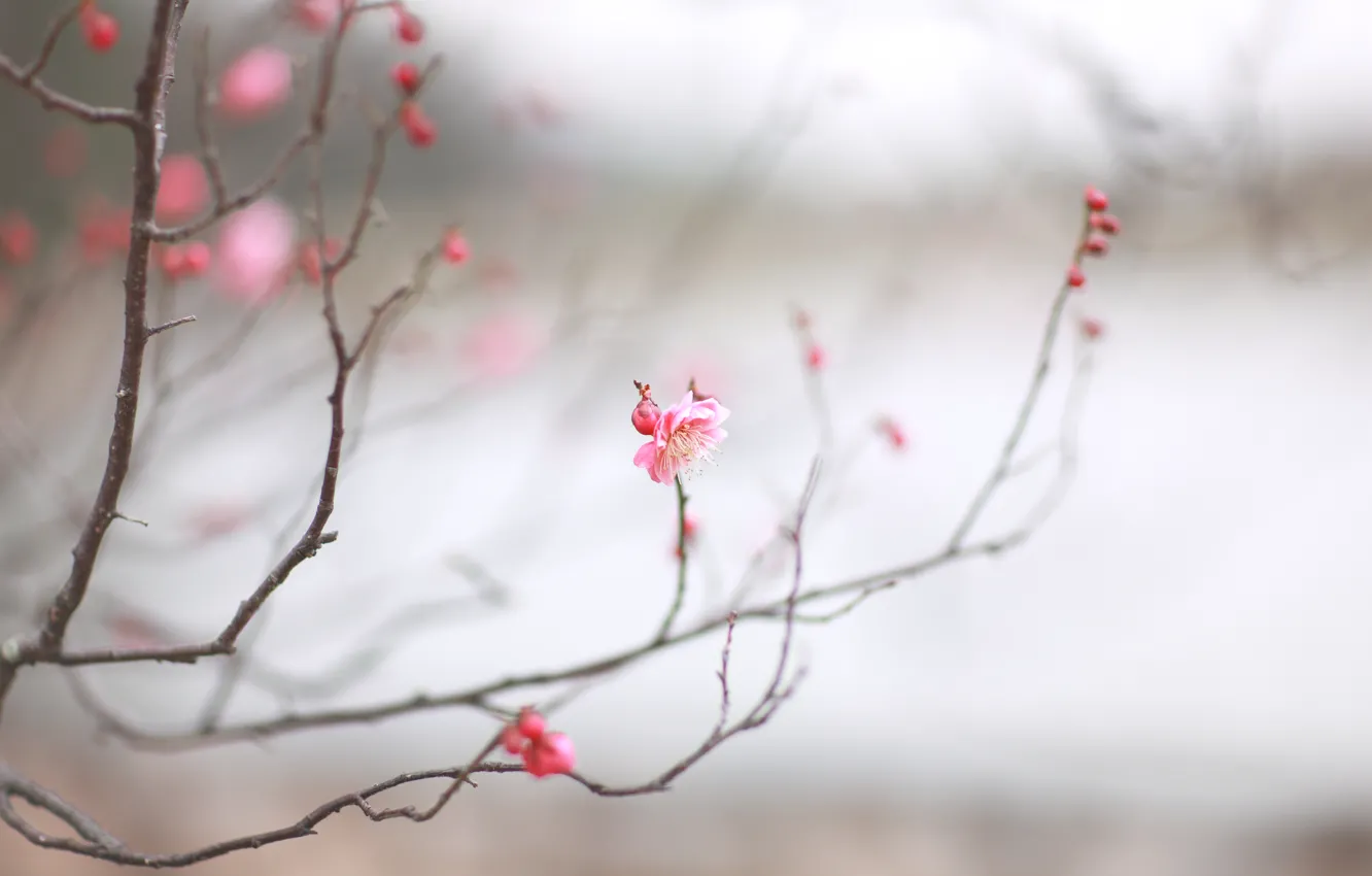 Фото обои макро, вишня, веточка, розовая, весна, сакура