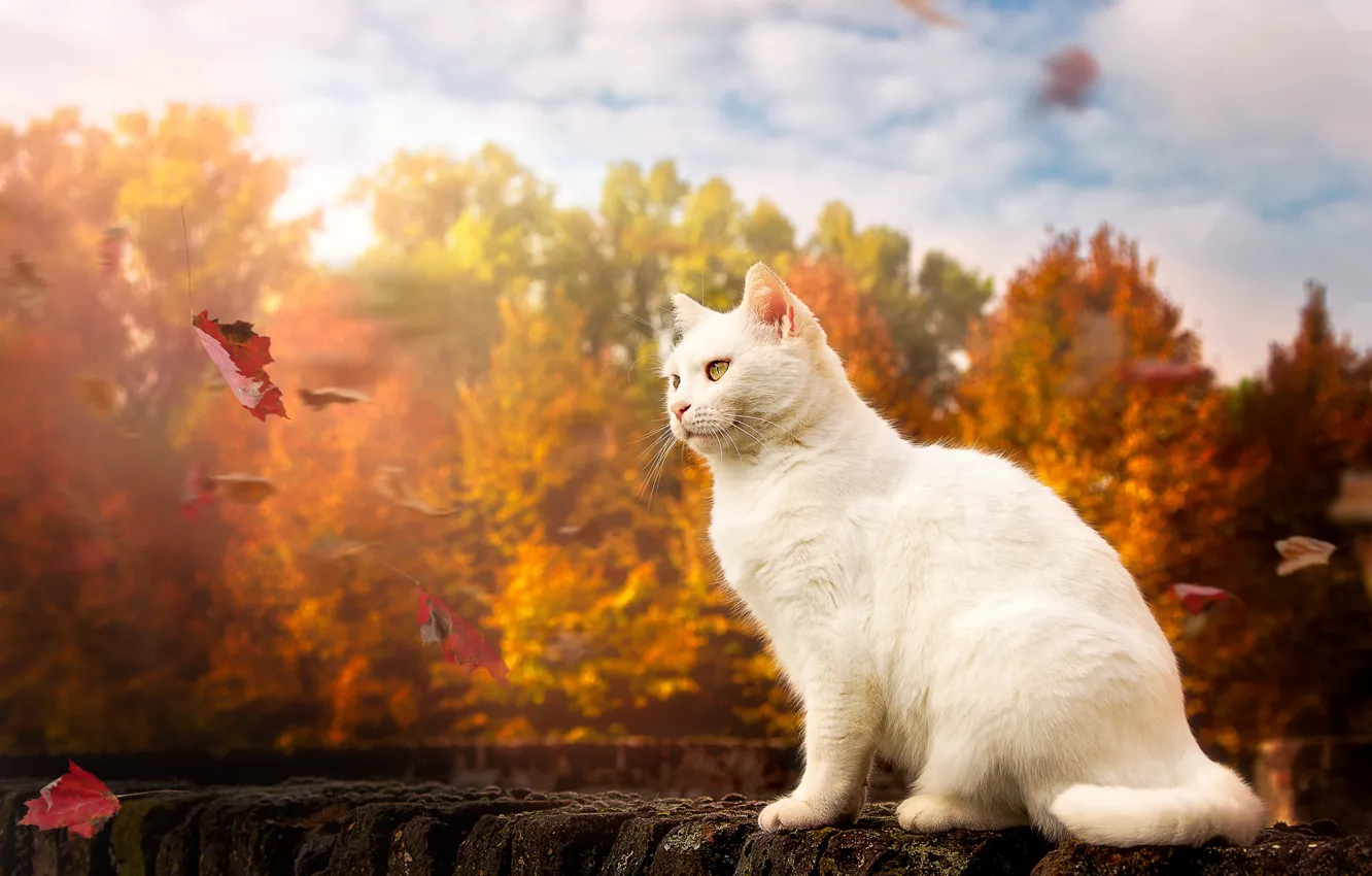 Фото обои осень, кошка, листья, белый кот