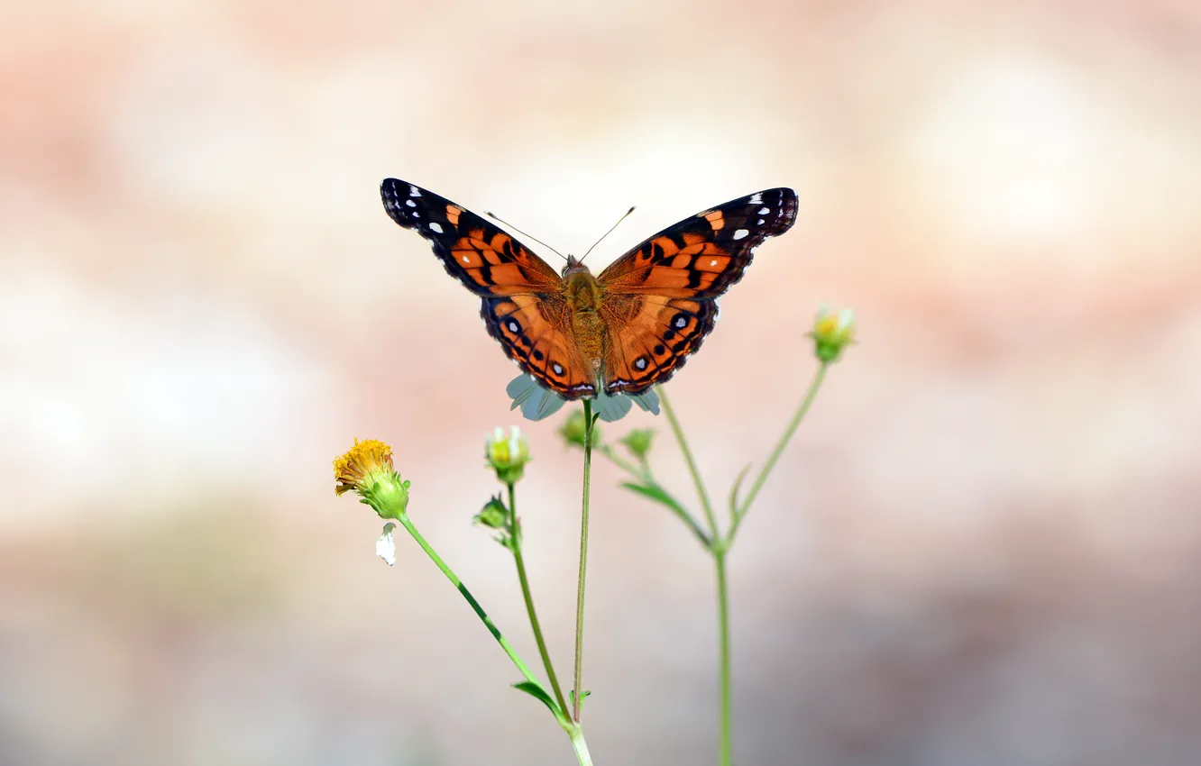 Фото обои стебли, бабочка, крылья, бутоны, усики, wings, butterfly, боке