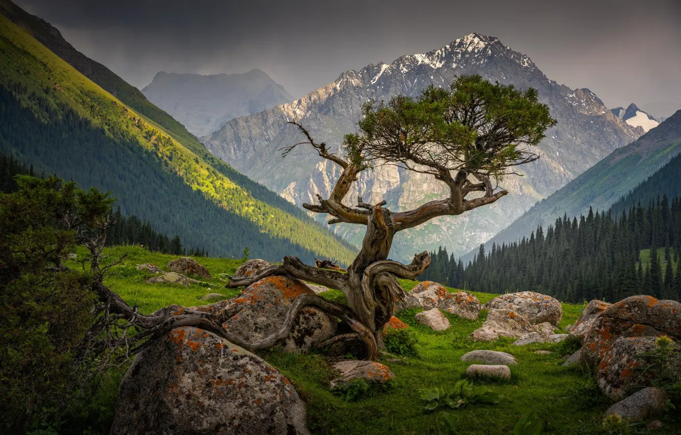 Фото обои горы, камни, дерево