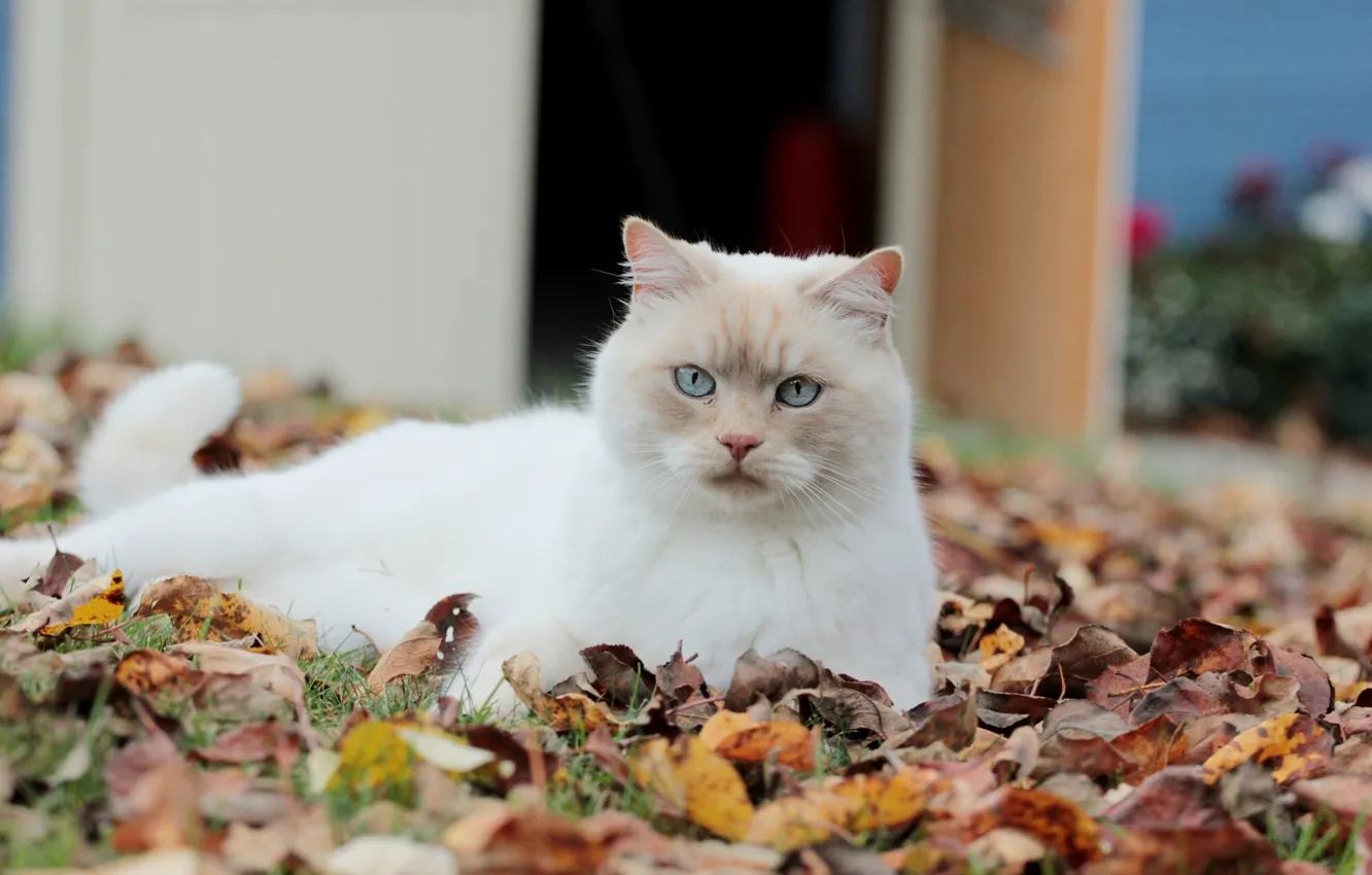 Фото обои осень, кошка, кот, листва