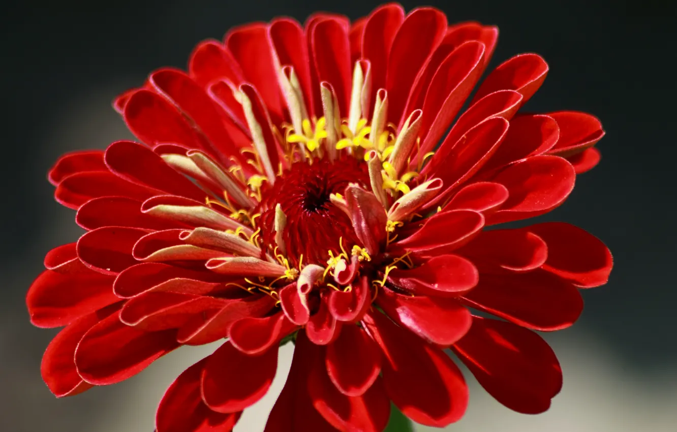 Фото обои Макро, Macro, Красный цветок, Red flower