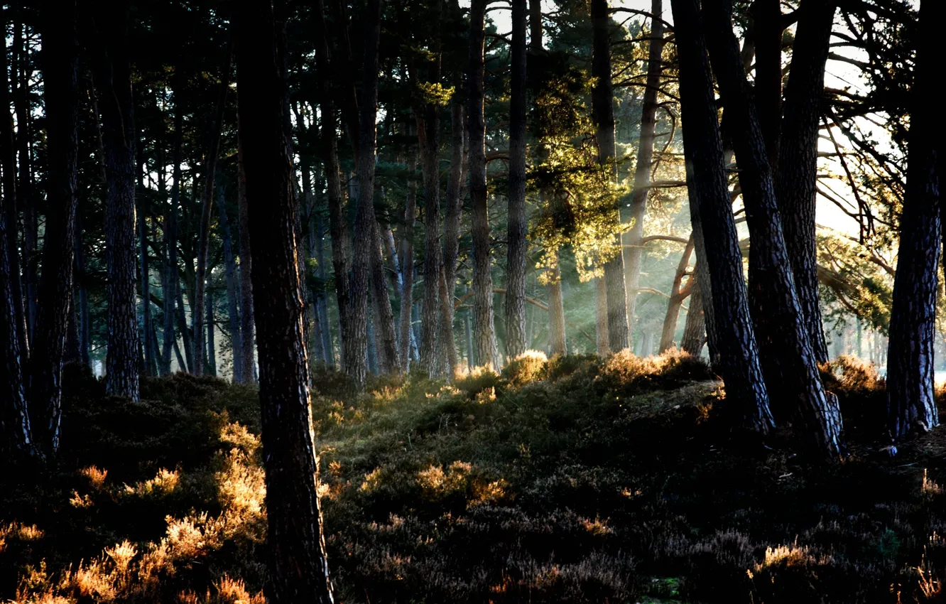 Фото обои лес, солнце, свет, природа