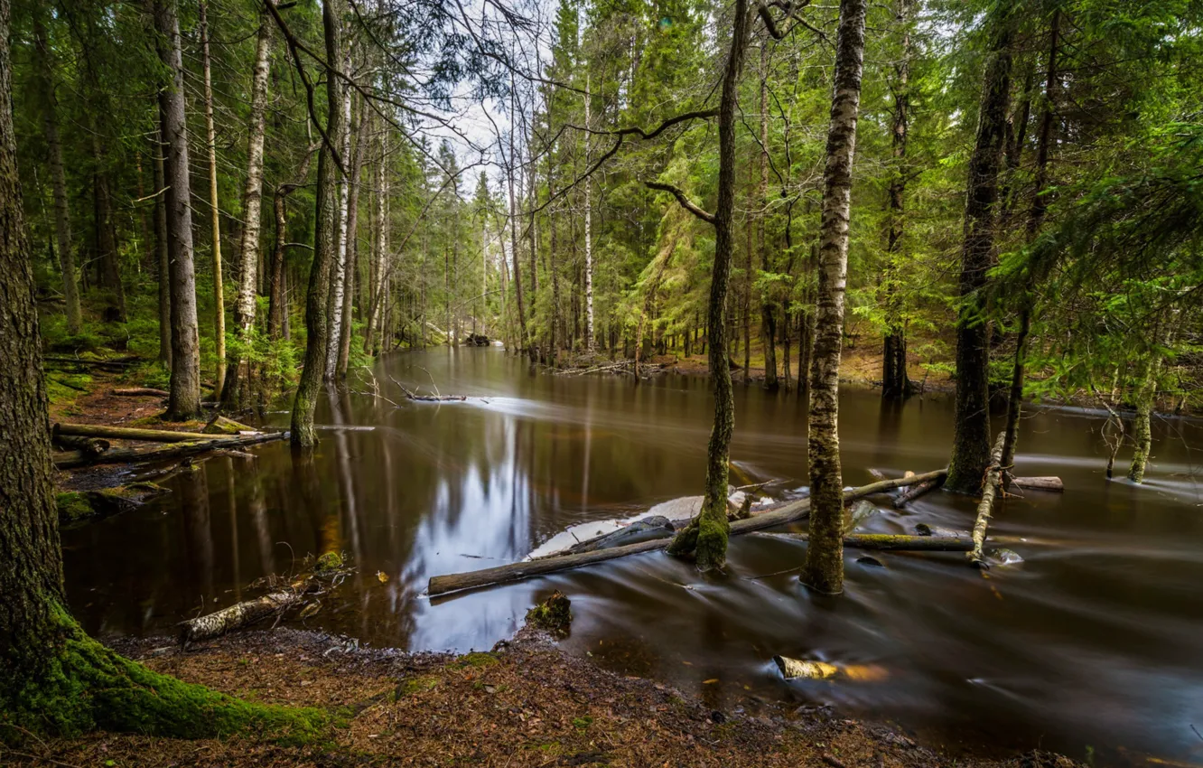 Фото обои лес, вода, деревья, разлив
