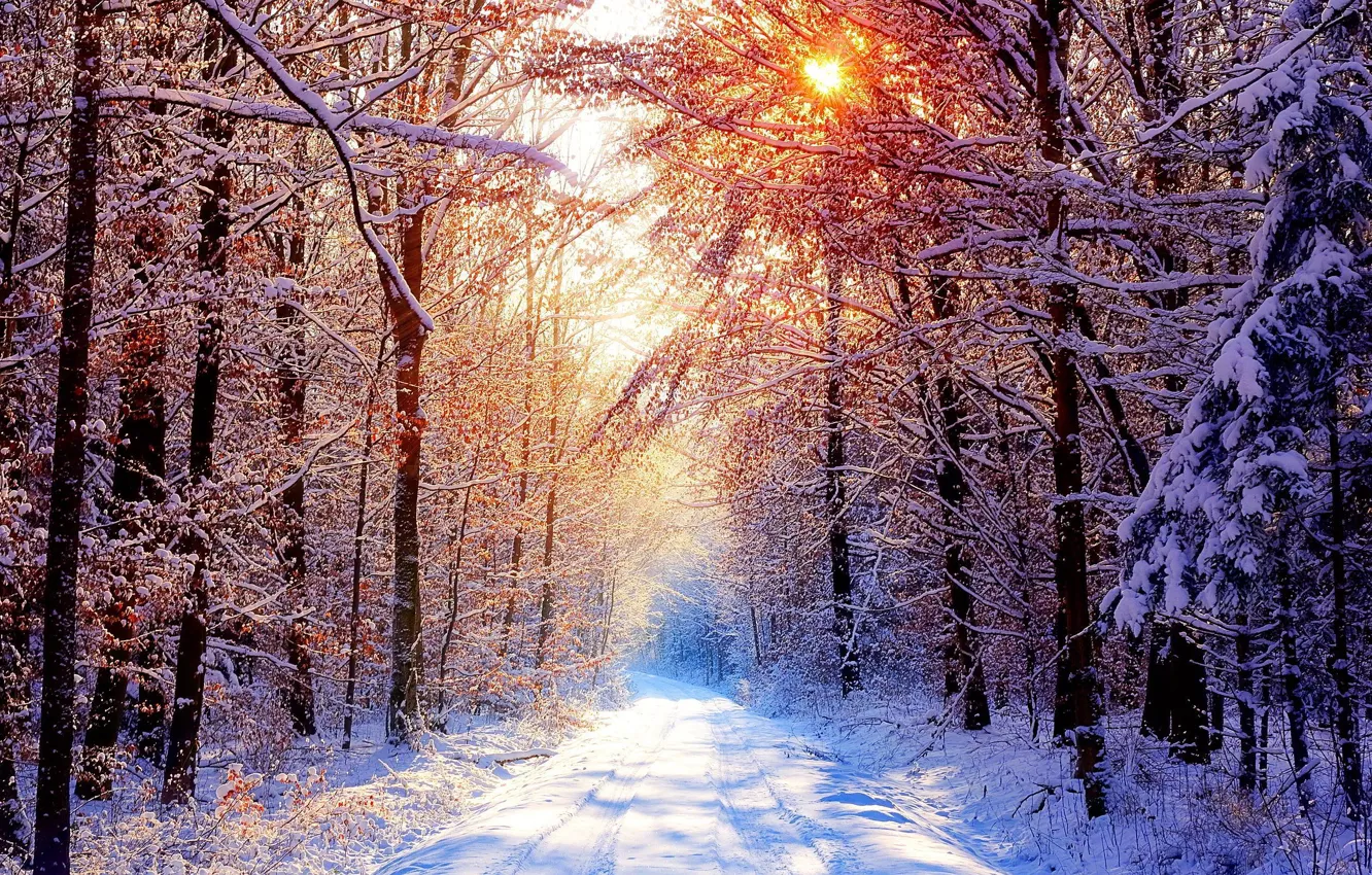 Фото обои дорога, лес, снег, зимнее утро