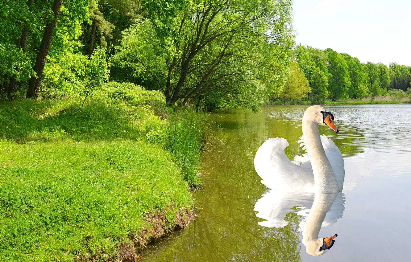 Фото обои зелень, белый, лето, трава, солнце, деревья, пруд, парк