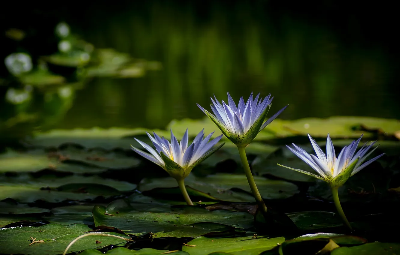 Фото обои цветы, озеро, лилии