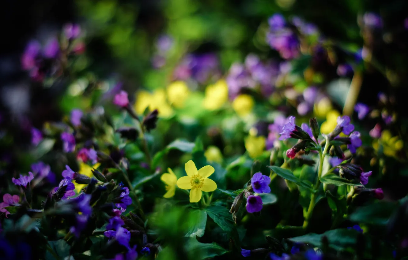 Фото обои Весна, Цветочки, Spring, Flowering