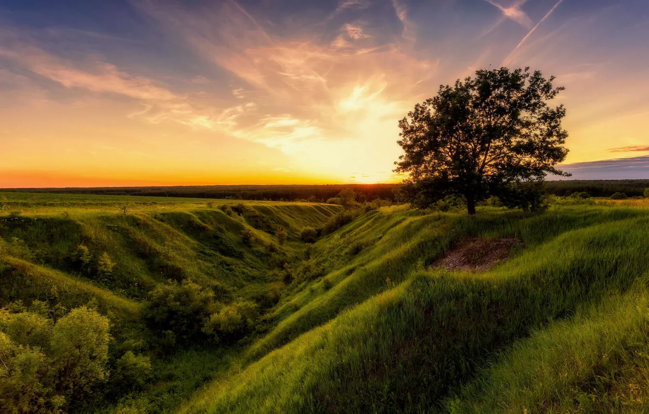 Фото обои поле, лето, небо, природа, дерево, рассвет, Алексей Малыгин
