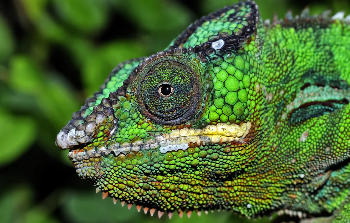 Фото обои глаз, хамелеон, цвет, голова, рептилия