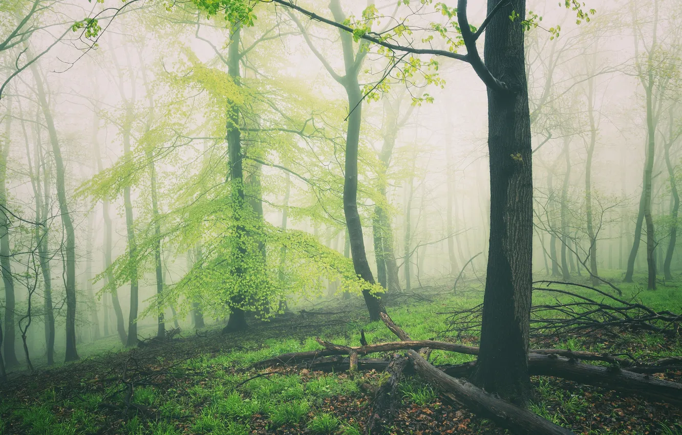 Фото обои лес, трава, листья, деревья, туман, дерево