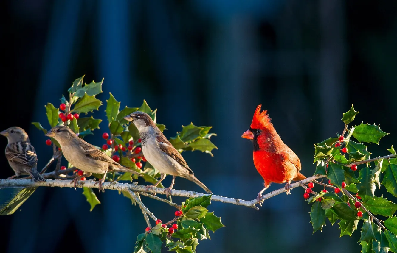 Фото обои ветка, птичка, красная, смородина, энгри бёрдс, angry bird