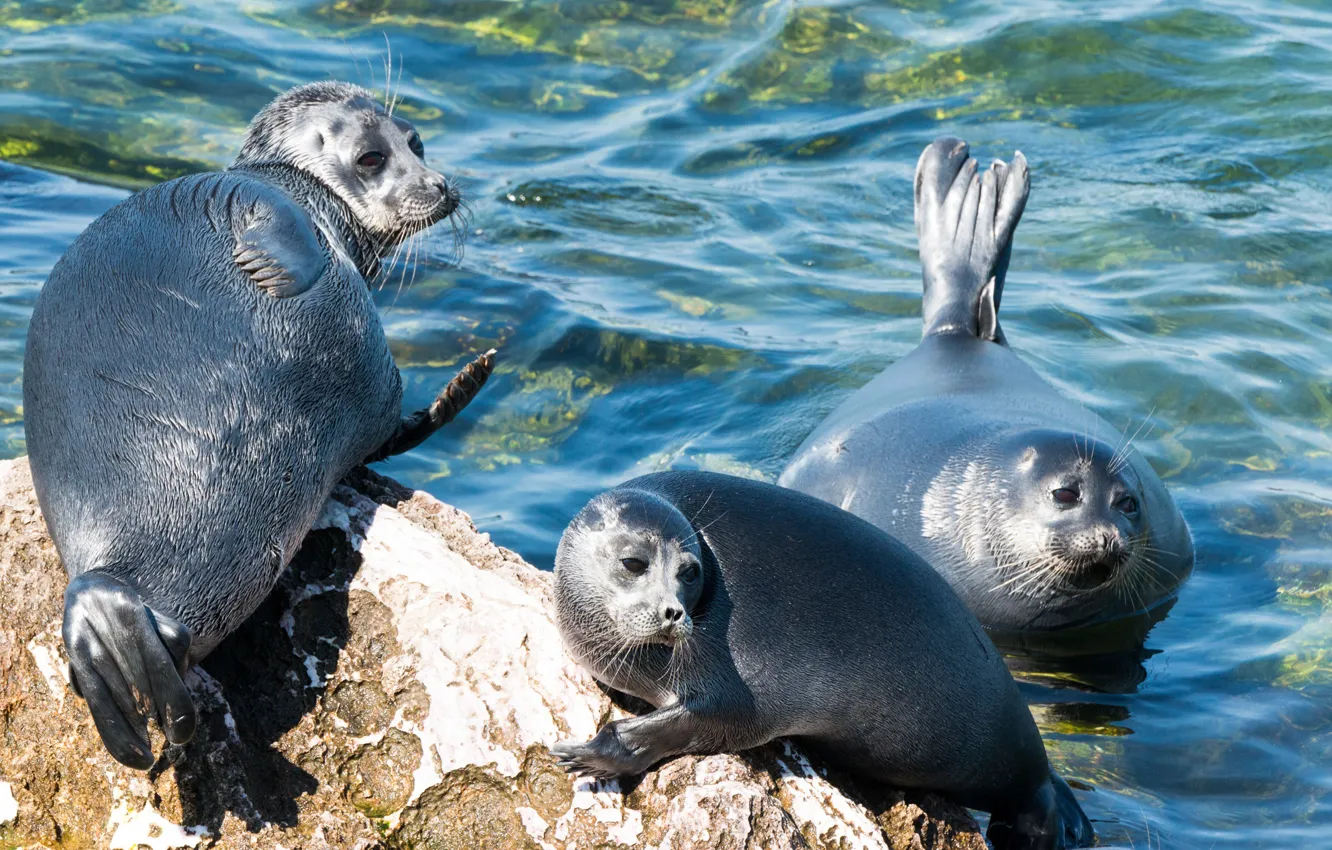 Фото обои тюлень, трио, Байкальская нерпа