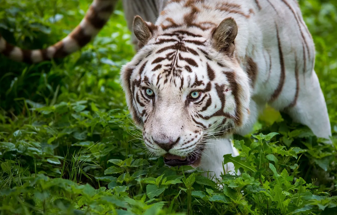 Фото обои морда, заросли, хищник, белый тигр, дикая кошка