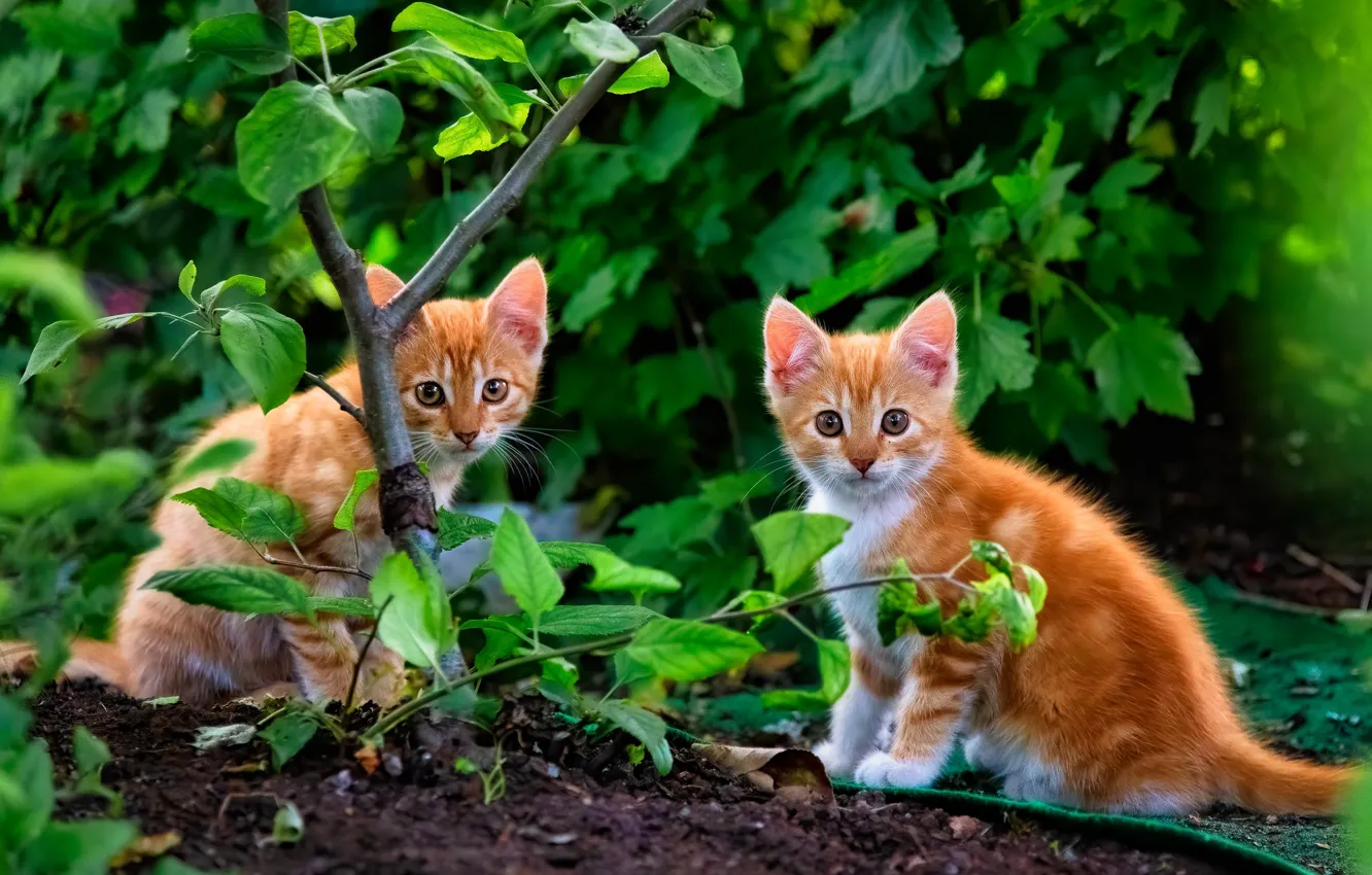 Фото обои листья, котята, рыжие, парочка, деревце, два котёнка