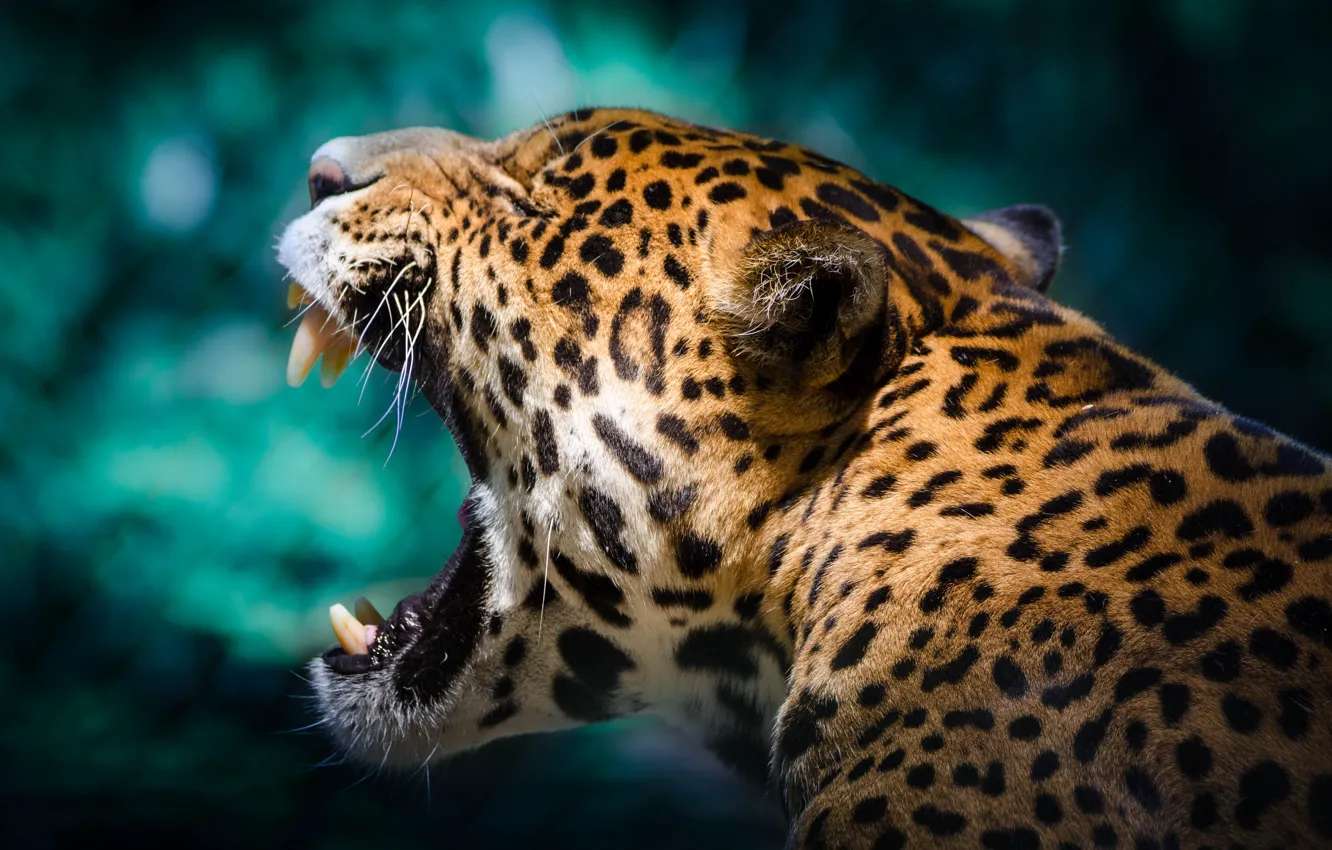 Фото обои пасть, ягуар, дикая кошка, зевает