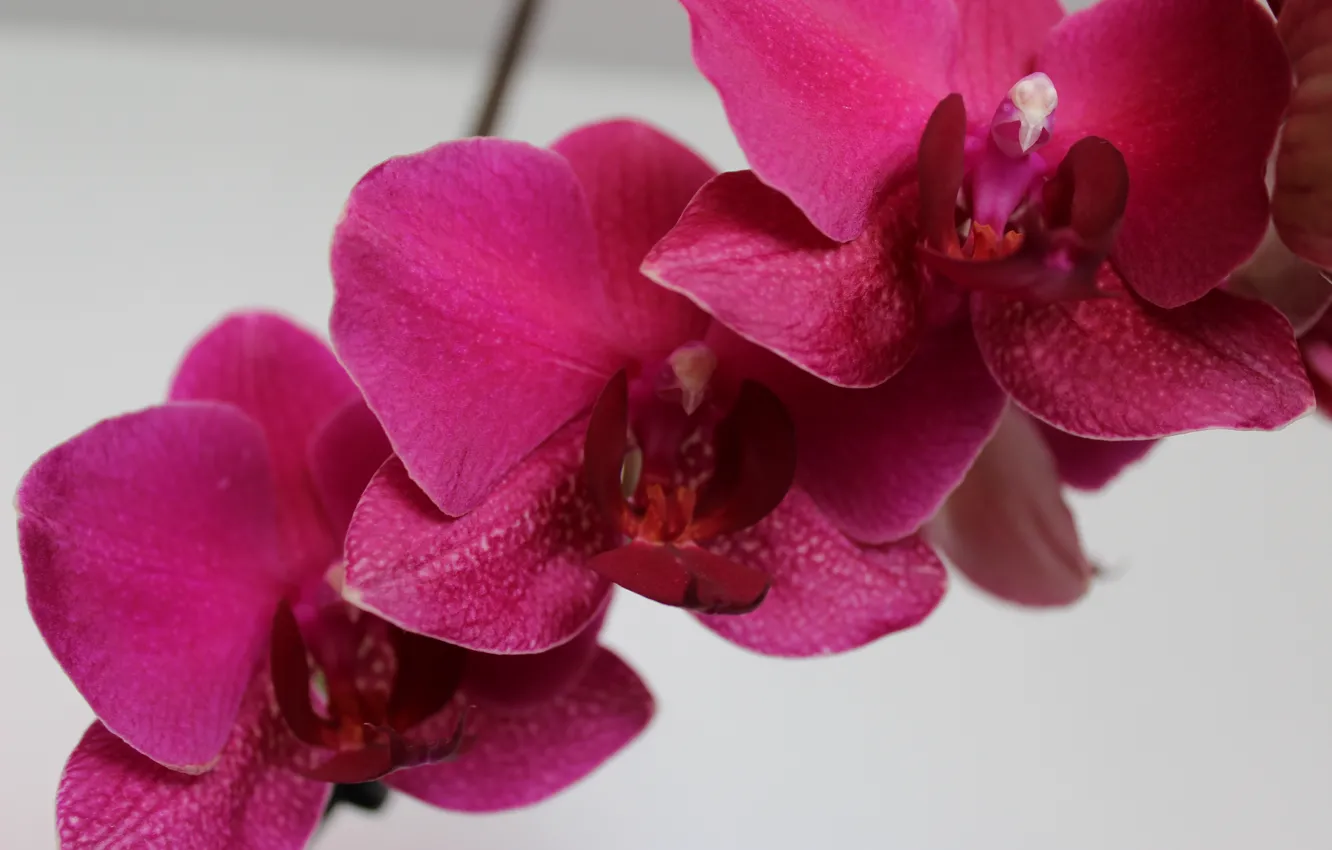 Фото обои орхидея, ветка орхидеи, цветок орхидеи