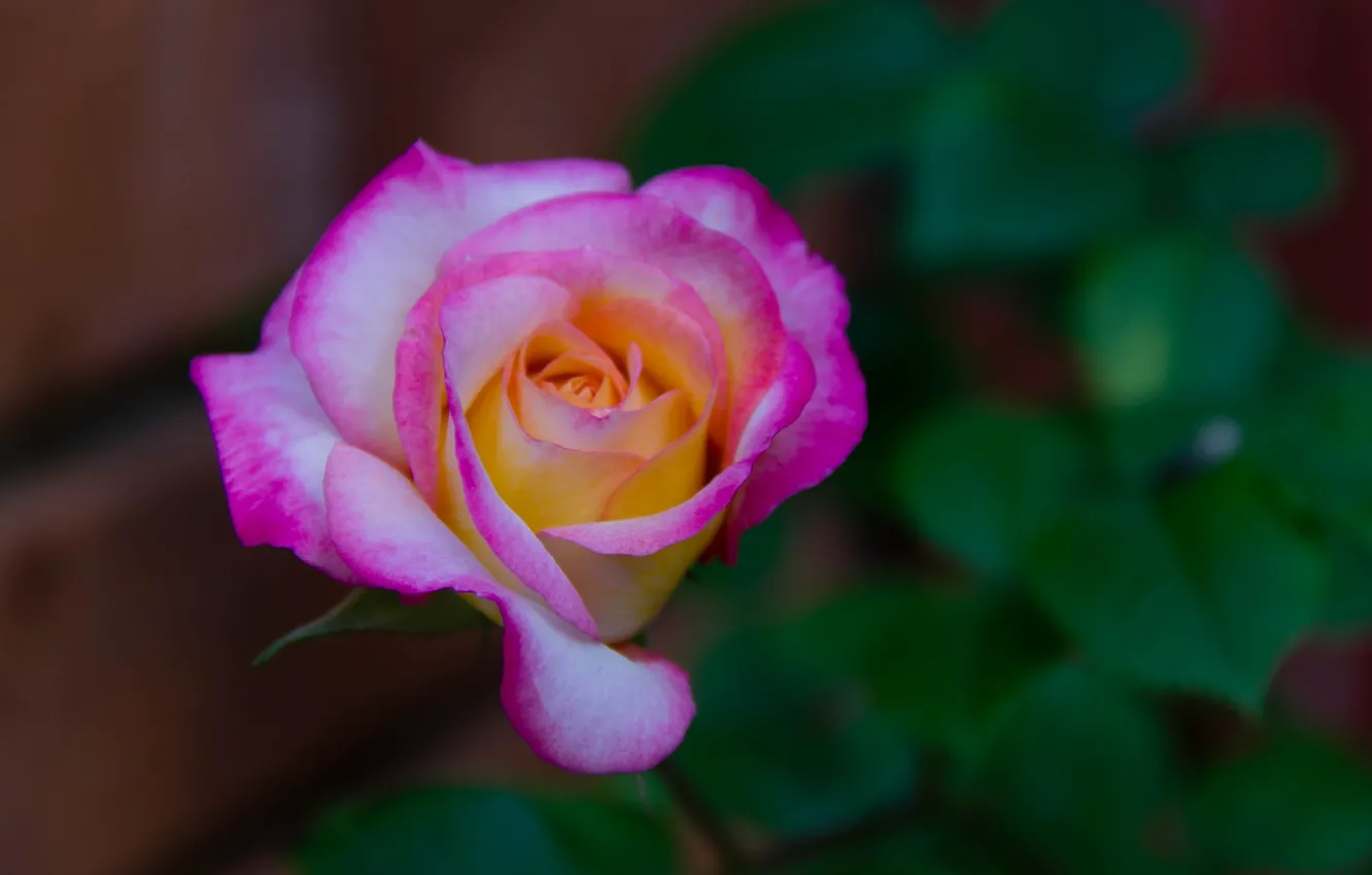 Фото обои Боке, Bokeh, Розовая роза, Pink rose