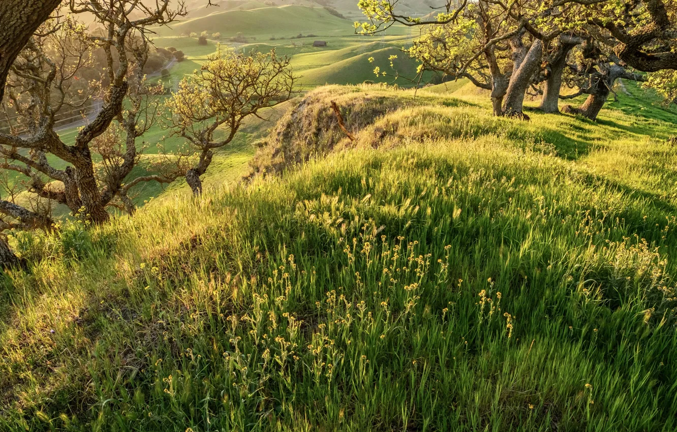 Фото обои деревья, пейзаж, природа, холмы, Калифорния, США, травы, долина Альгамбра