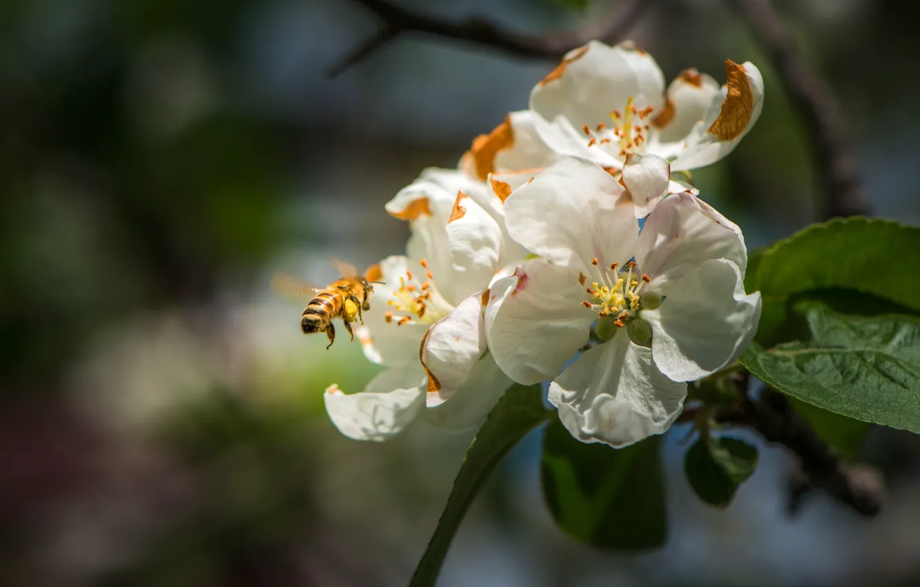 Фото обои макро, цветы, пчела, ветка, весна, насекомое, белые, цветение