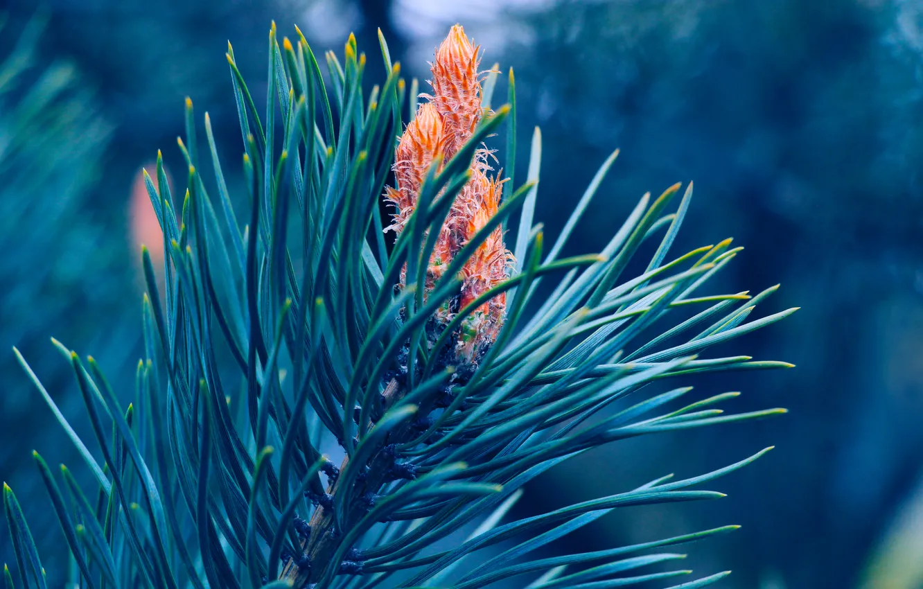 Фото обои spring, pine, twig