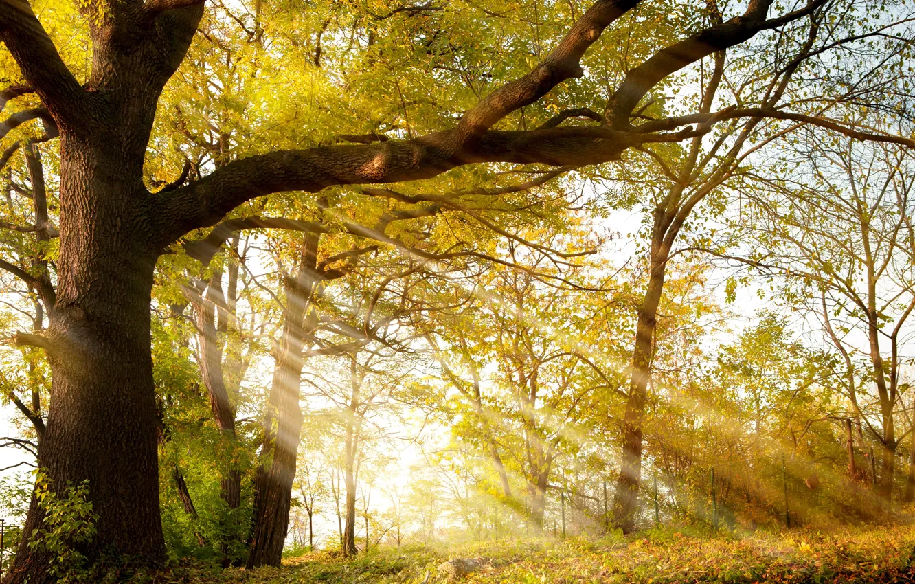 Фото обои Осень, Деревья, Ветки, Ствол, Лучи Света, Времена Года